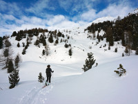 Fuori dal bosco