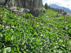 Rabarbaro selvatico sotto il pilastro